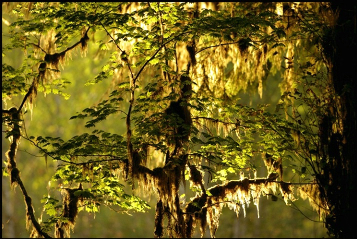 hanging moss