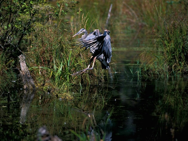 heron landing