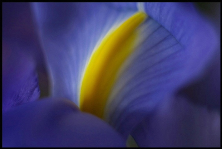 iris blues