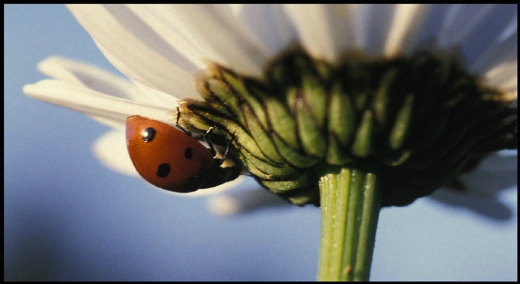ladybug daisy