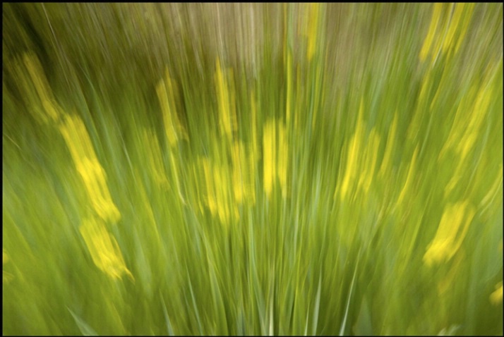 yellow iris spears