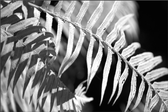 grey ferns