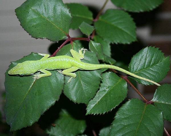 Get off my roses