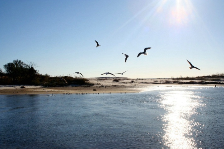 Frolicking Birds