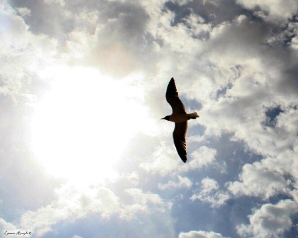 Beach gull in flight