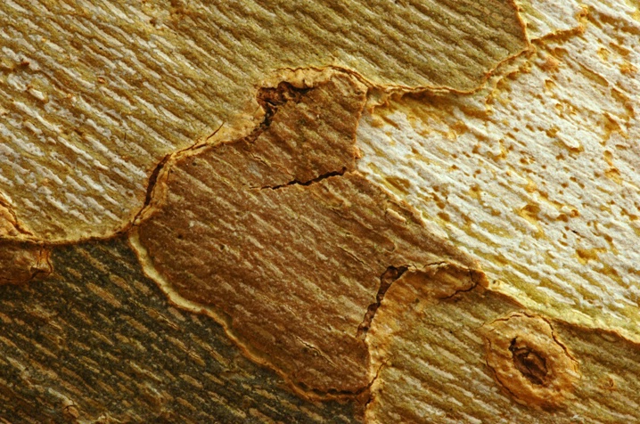 Sycamore Close up