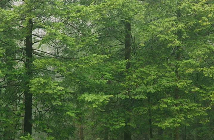 Hemlock Forest