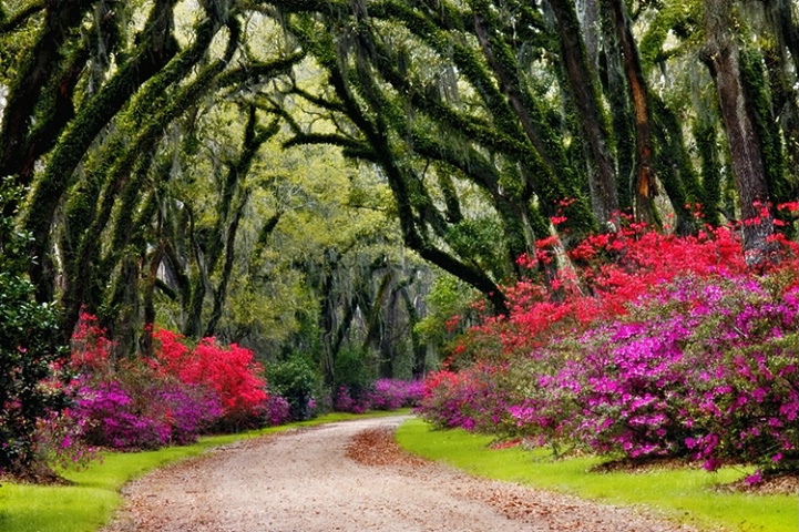 Azaleas, Oaks and Moss
