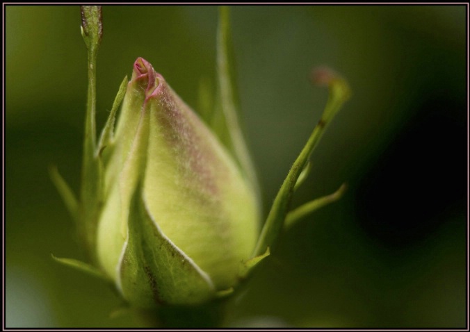 rose bud 1