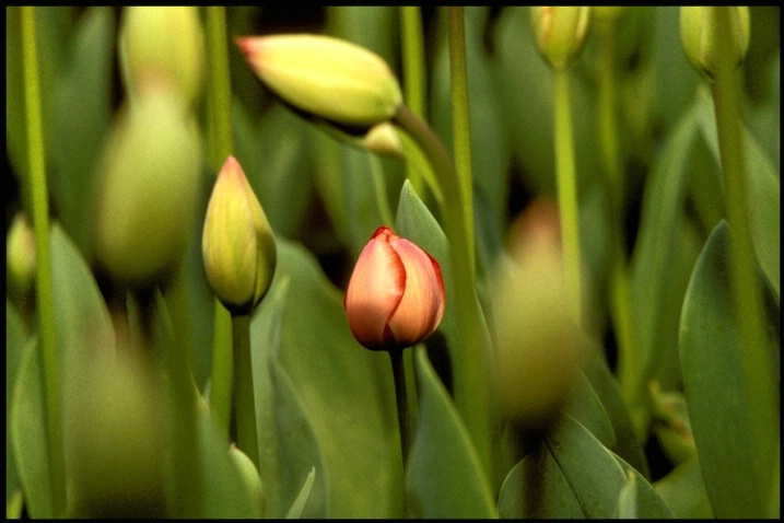 tulip bud 1