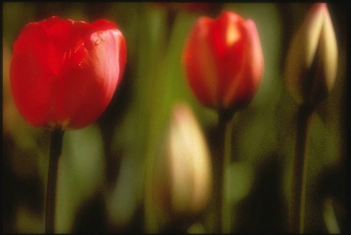 triple tulip