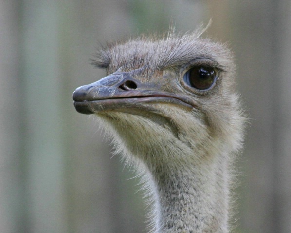 Ostrich Portrait