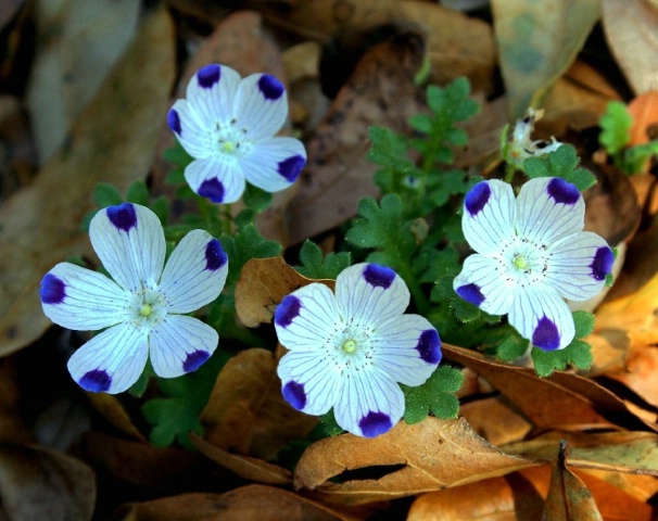 Love these Flowers