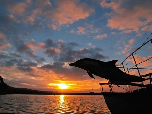 Sunrise porpise catamaran