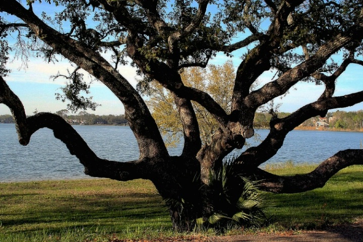 Pensacola Oak on the Bay
