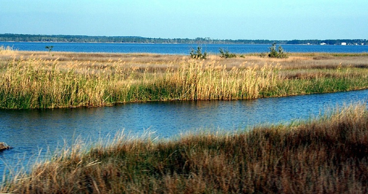 Florida Bay and Grass