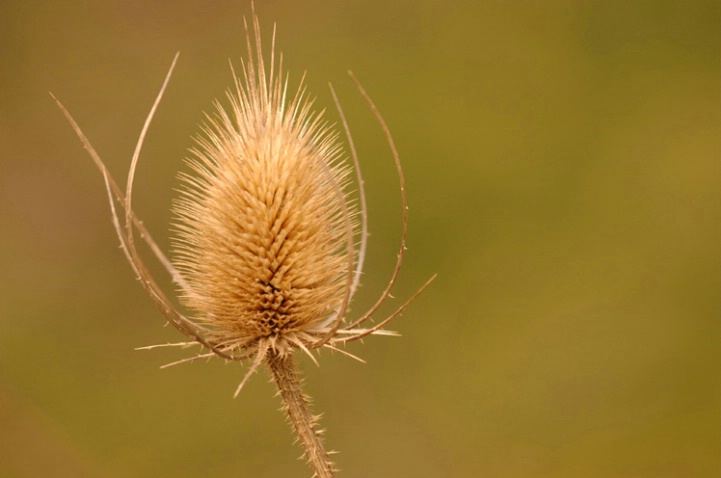 Dried Teasel