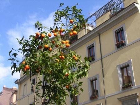 Oranges in Rome