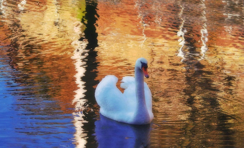 swan at early light