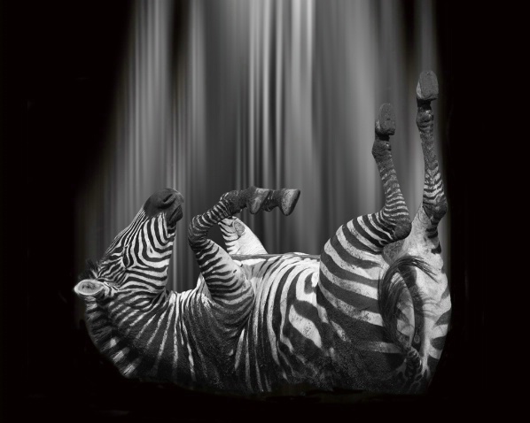 Falling Zebra