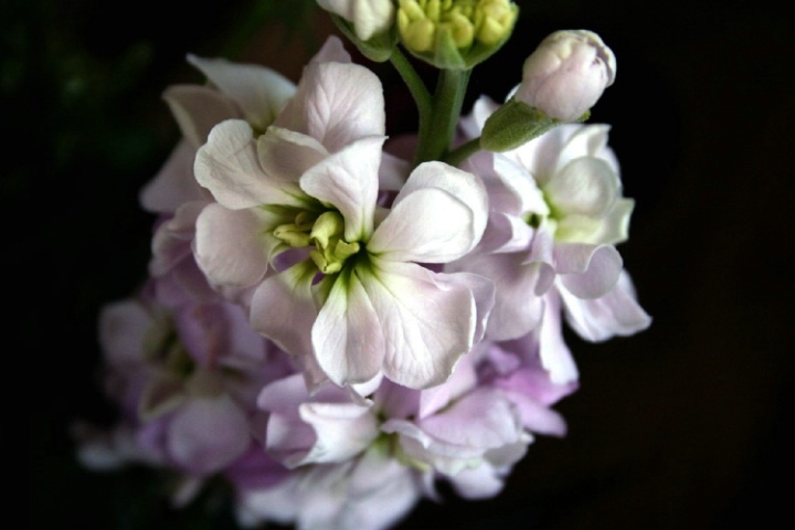 wisteria