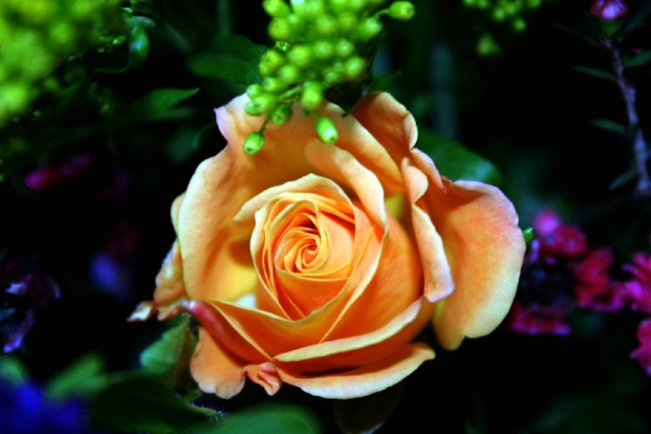 Orange Rose