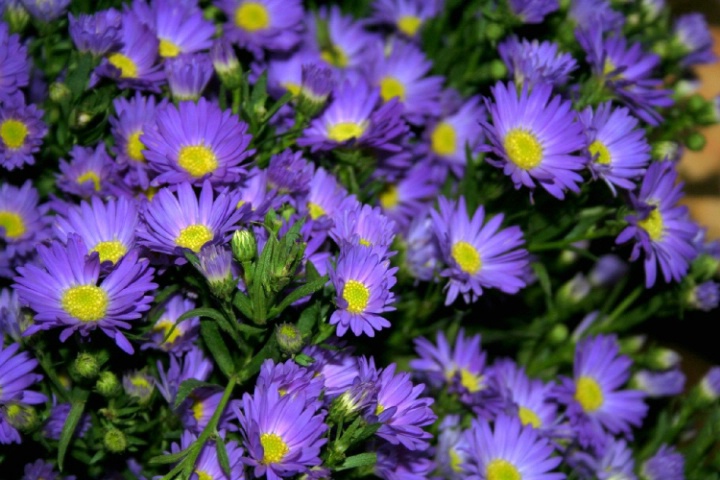 Spectacular purple daisies