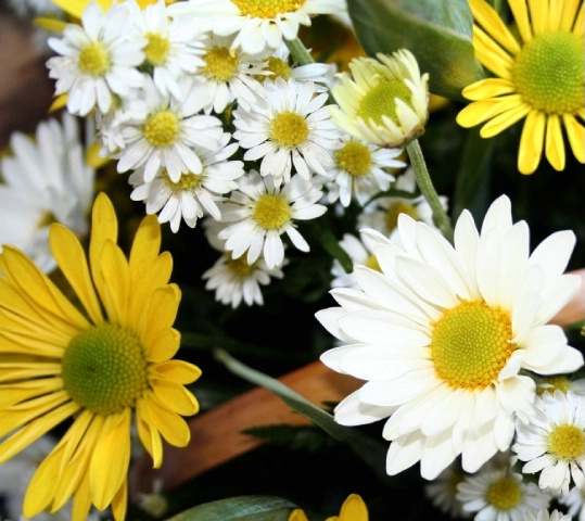 White and Yellow Gerber (and other) Daisies