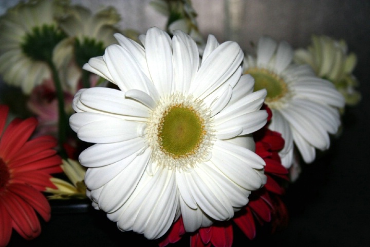 White Gerber Daisy