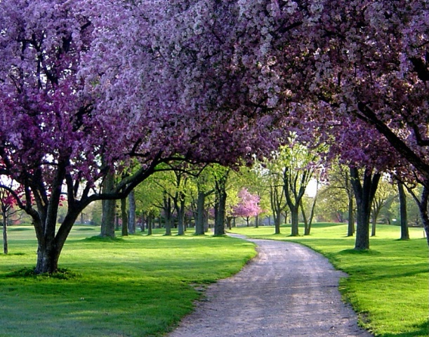 CRABAPPLE CANOPY