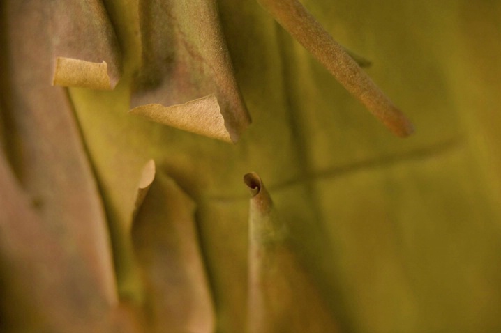 arbutus bark curls 1