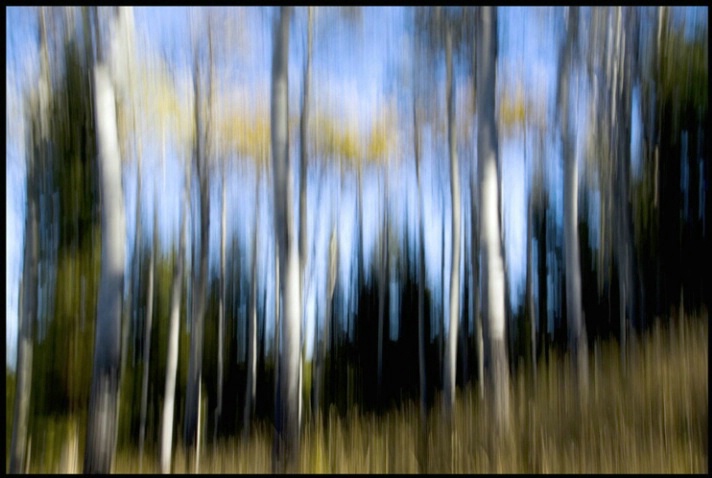 aspen streaks