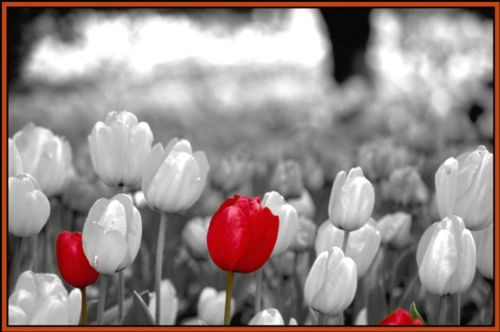 tulip dreams 3