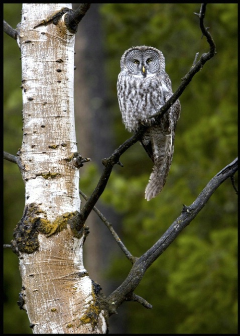 great grey owl