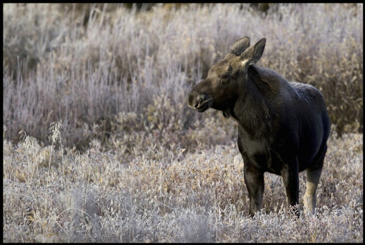 frosty moose calf