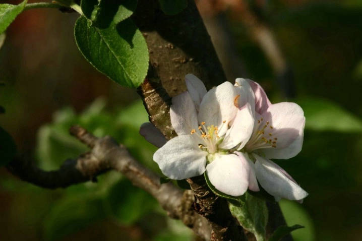 Apple Blossom 