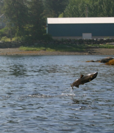 JUMPING SALMON