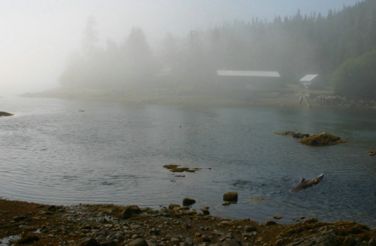 SALMON SPAWNING