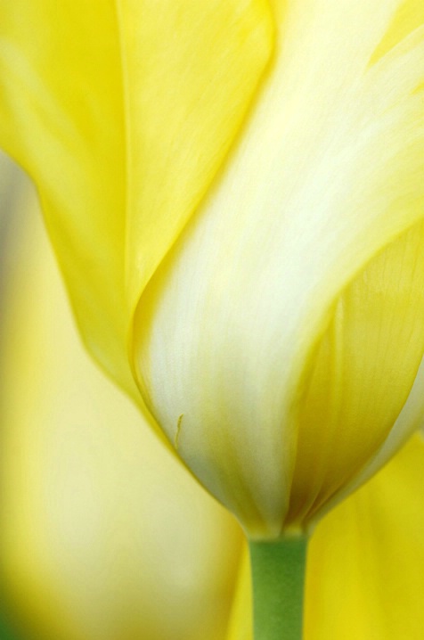 tulip swirl