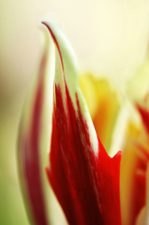 Love Tulip