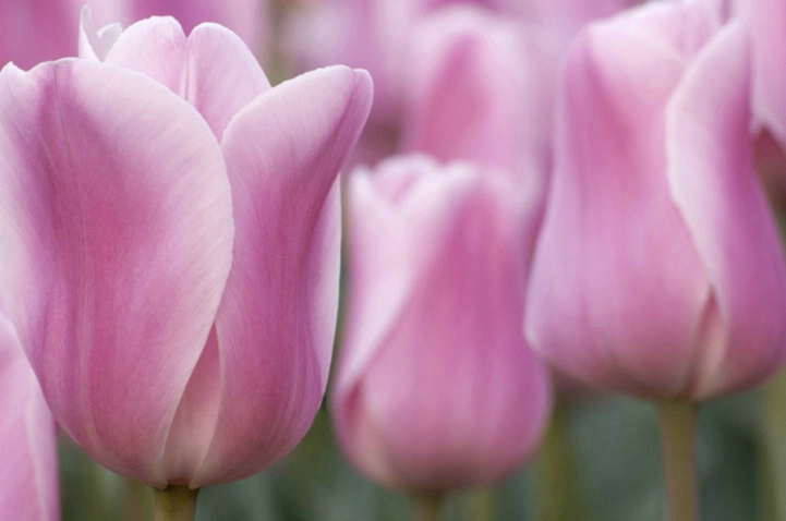 Purple Tulips