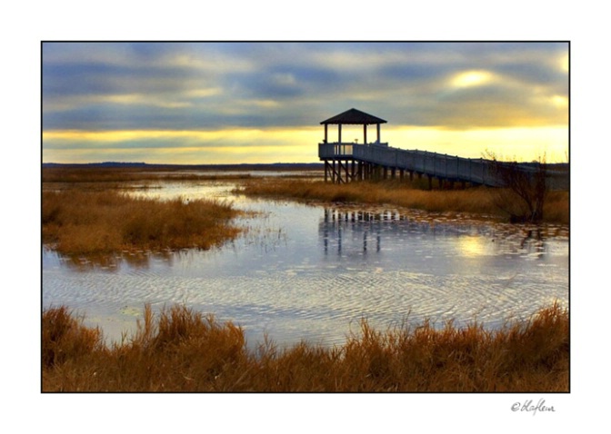 Marsh Sunrise