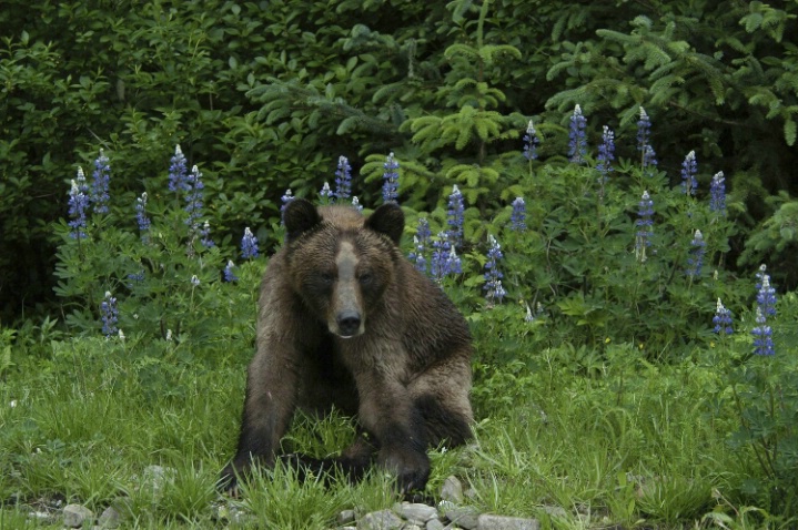 Bear with lupines