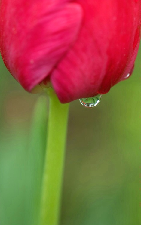 Water Drop with Tulip