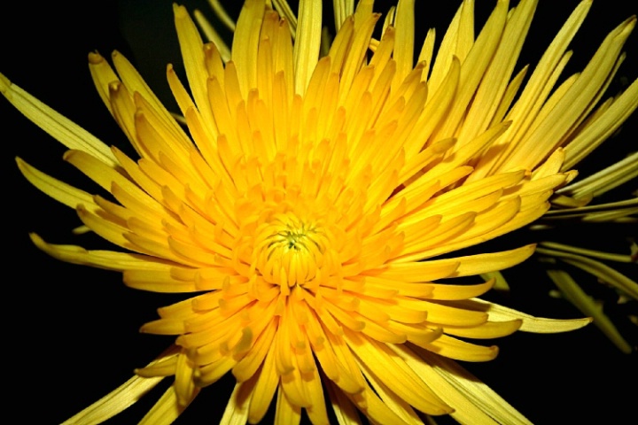 Flower burst