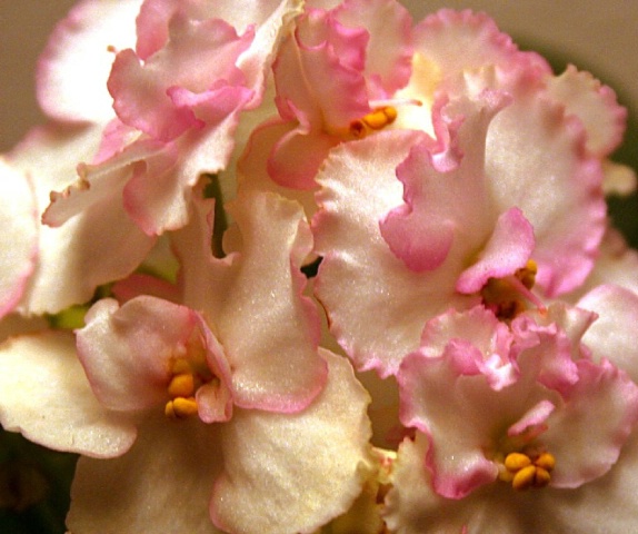 Pink Violet