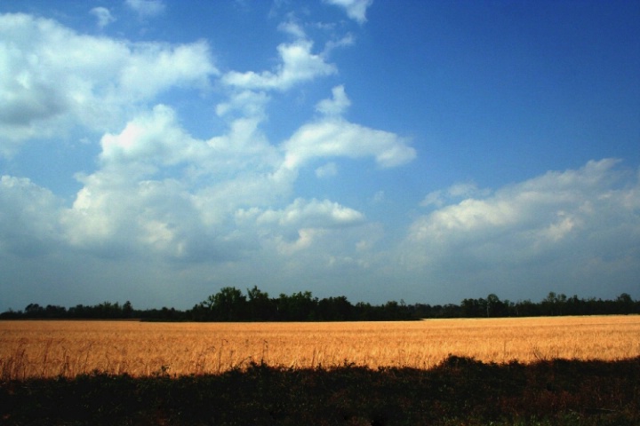 Florida countryside