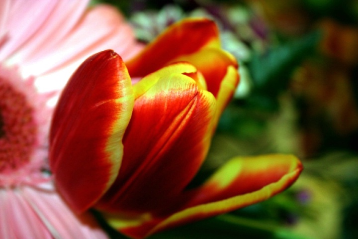Tulip