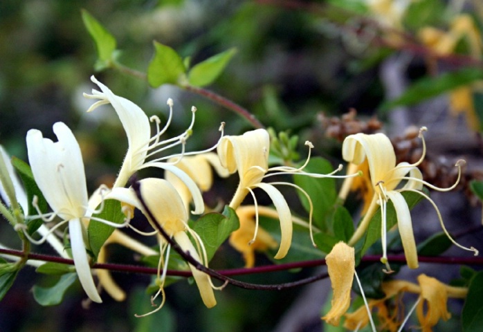 Honeysuckle