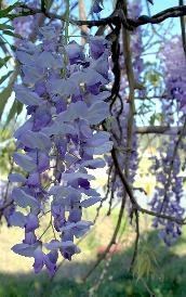 Wisteria